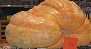 Největší dýně na světě